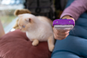 The owner combs the funny Scottish fold cat at home on the couch. Pet care concept.