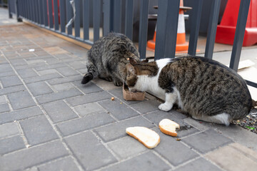 Stray cats eating on the street. A group of homeless and hungry street cats eating food given by...
