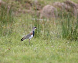 Vanellus Chilensis, Southern Lapwing feeding 