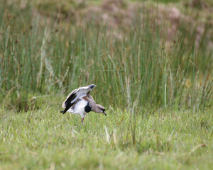 Vanellus Chilensis, Southern Lapwing feeding 