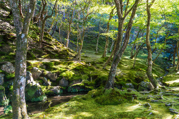 苔むした美しい日本庭園の風景