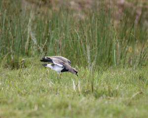 Vanellus Chilensis, Southern Lapwing feeding 