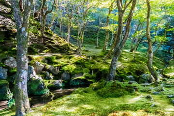 苔むした美しい日本庭園の風景
