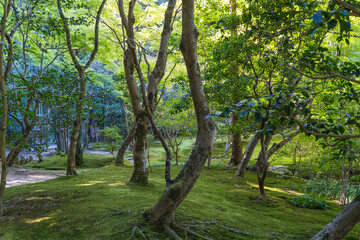 苔むした美しい日本庭園の風景