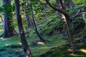 京都の慈照寺銀閣の境内の風景