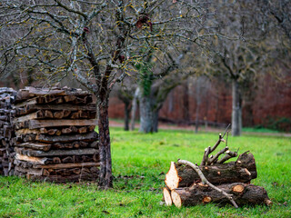 Brennholzlager auf einer Streuobstwiese