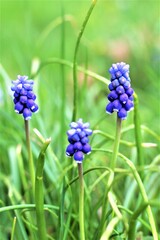 blue and purple flowers