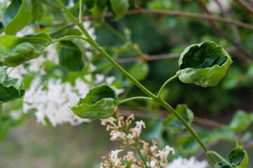 Blooming white lilac in spring sunshine in spring outdoors. 