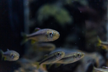 水族館の川の展示にいるメダカ