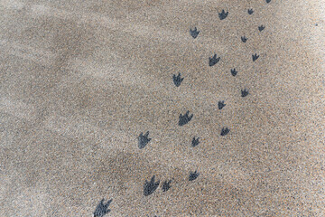 可愛らしいペンギンの足跡