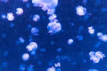 暗い水槽でライトアップされたクラゲ