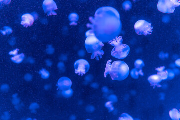 暗い水槽でライトアップされたクラゲ