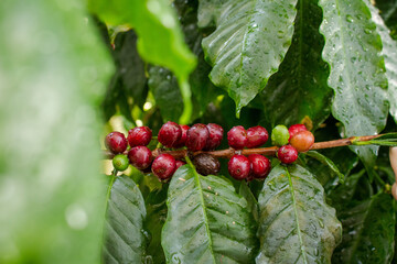 Cafezeiro carregado de café	
