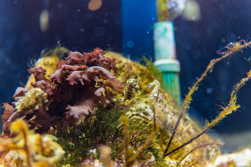 珊瑚礁に住むタツノオトシゴ