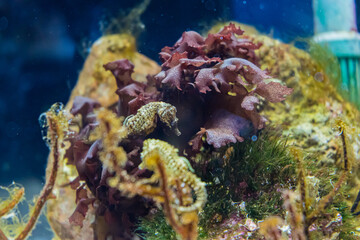 Fototapeta na wymiar 珊瑚礁に住むタツノオトシゴ