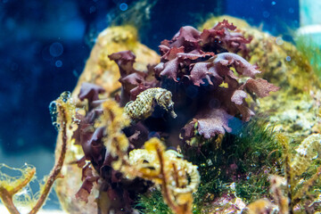 Naklejka na ściany i meble 珊瑚礁に住むタツノオトシゴ