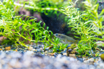 魚に酸素を供給する水草