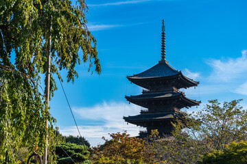 Naklejka premium 京都の東寺にある枝垂れ柳と五重塔の風景