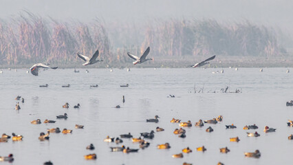 Four goose flying over ducks