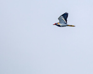 A Red wattled lapwing flying