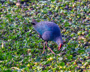 A purple swamphen