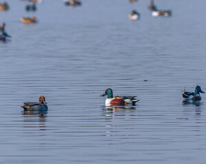 A Northern Shoveler and Green teal