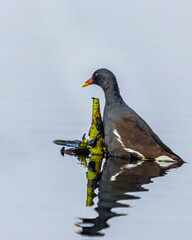 A Eurasian water hen resting