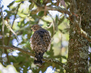 Rupornis Magnirostris, Roadside Hawk perched