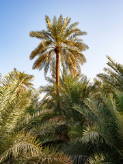 Fototapeta na wymiar Palmenoase in Samail,Oman,