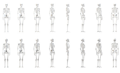 skeleton  anatomy