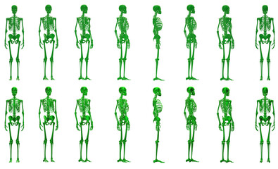 skeleton  anatomy