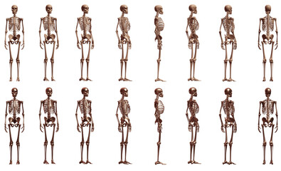 skeleton  anatomy