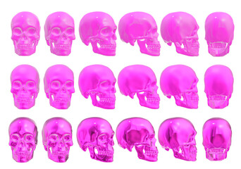 skull skeleton human