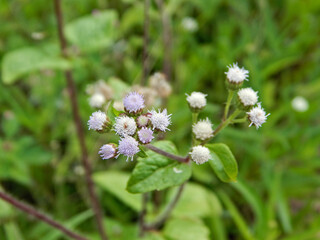 flowers in the garden