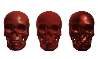 skull skeleton human