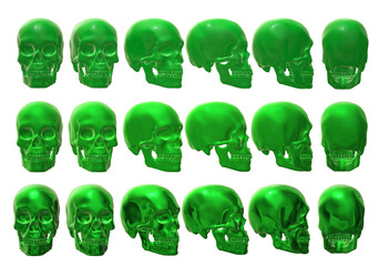 skull skeleton human