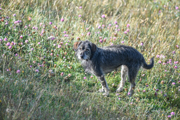 Obraz premium Schnauser looking stray dog in the praerie
