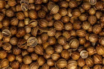 Coriander macro close up shot