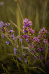 Pink and purple flower blossoms in sunset with green background