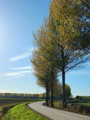 Fototapeta premium An asphalt roadway with some autumn trees on the side of the road and grass field in Dordrecht, Netherlands.