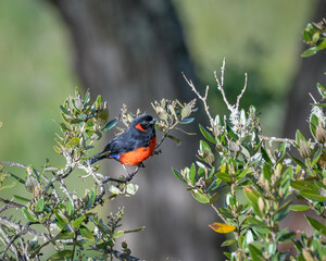 Anisognathus Igniventris, Scarlet bellied Mountain Tanager perched