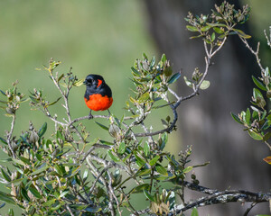 Anisognathus Igniventris, Scarlet bellied Mountain Tanager perched