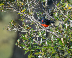 Anisognathus Igniventris, Scarlet bellied Mountain Tanager perched