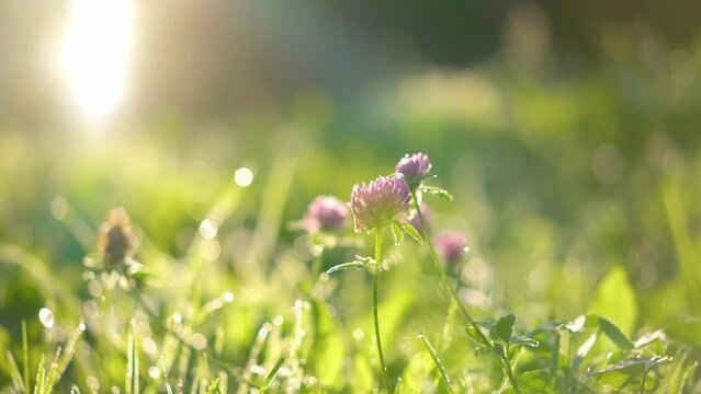Green summer grass and clover flowers with dew drops sparkling in the morning sun sway in lite wind. Summer concept.