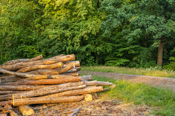 Fototapeta premium Wooden logs along a forest road