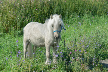 Obraz premium white pony grazing in a field, sunny summer day