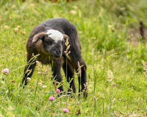 baby sheep on grass