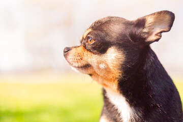 Chihuahua tricolor black white brown profile on nature background. Portrait a pet on a walk.