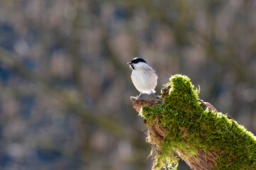 A tit on a Tree trunk with green moss