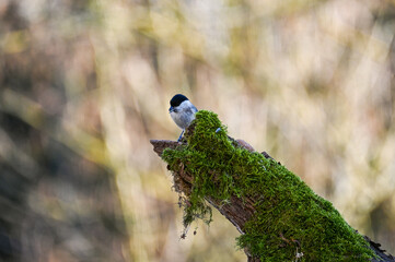 A tit on a green  Tree trunk